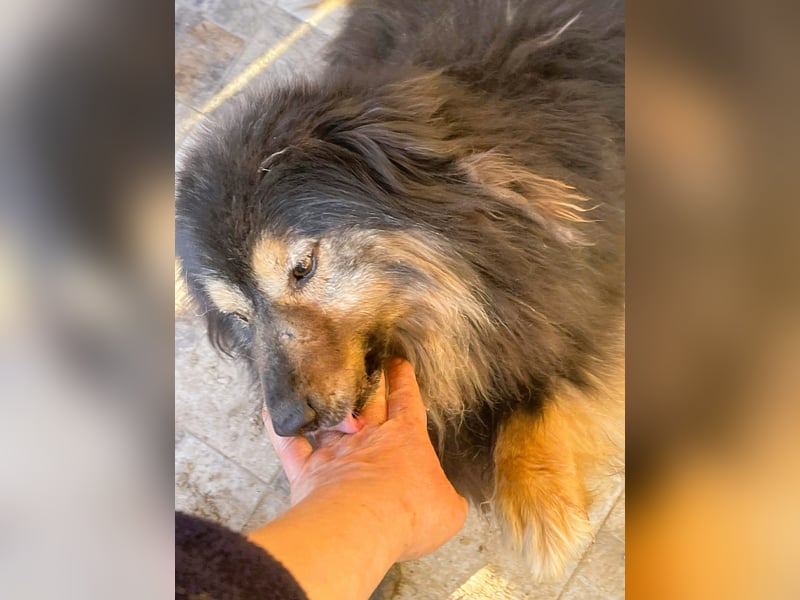 Herzbube Jack – sucht ein Zuhause für immer