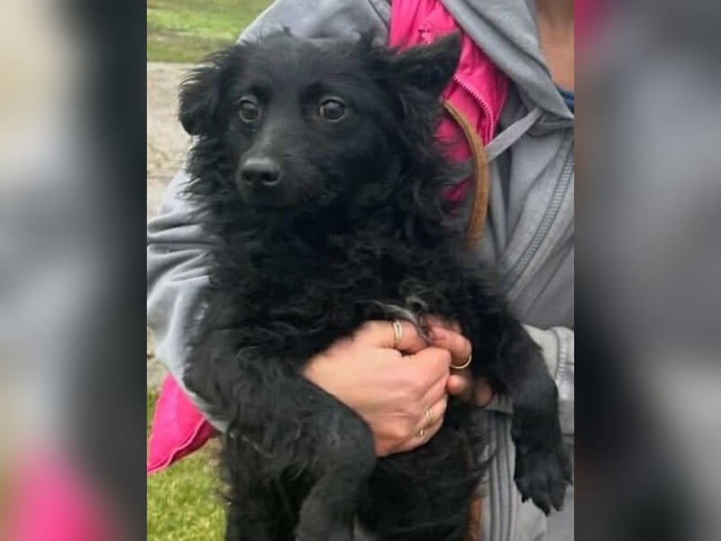 Aila – schwarze Schönheit sucht ein Zuhause