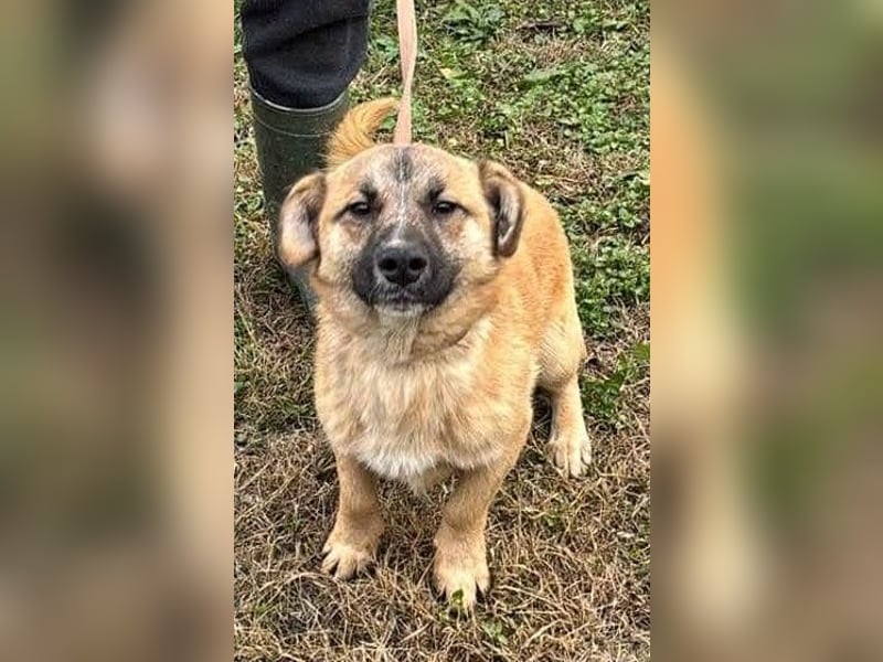 Little Ben - wartet in PLZ 16835 Herzberg auf Besuch