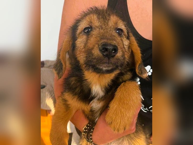 Banja - kleine Dackel-Mix Beinchen auf der Suche nach ihrem Glück