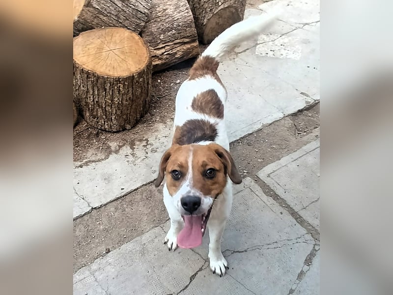 Beagle Mix „Freddy“  -  toller Familienanschluss gesucht