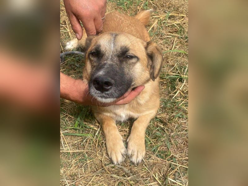 Little Ben - wartet in PLZ 16835 Herzberg auf Besuch