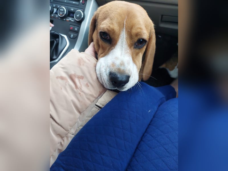 Beagle-Mix " NINO " - toller Bub und soooo lieb