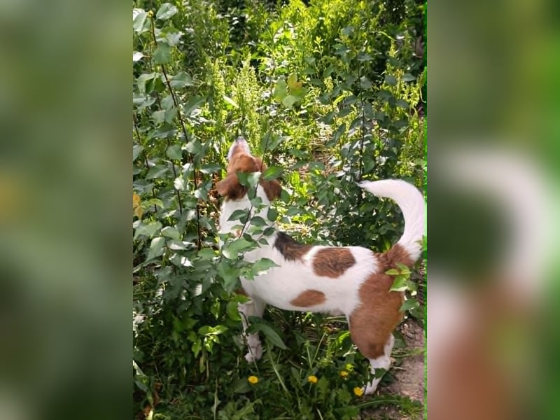 Beagle Mix „Freddy“  -  toller Familienanschluss gesucht