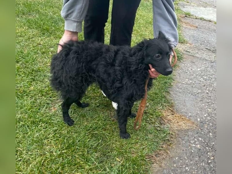 Aila – schwarze Schönheit sucht ein Zuhause