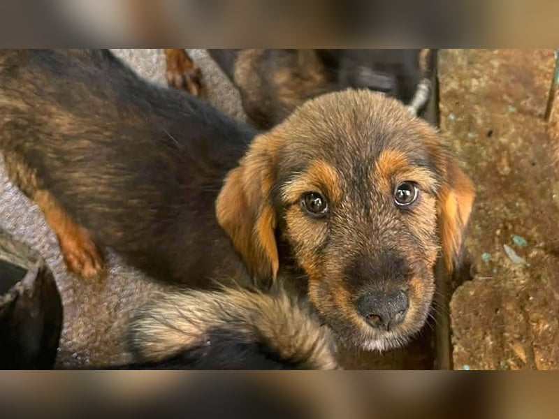 Banja - kleine Dackel-Mix Beinchen auf der Suche nach ihrem Glück