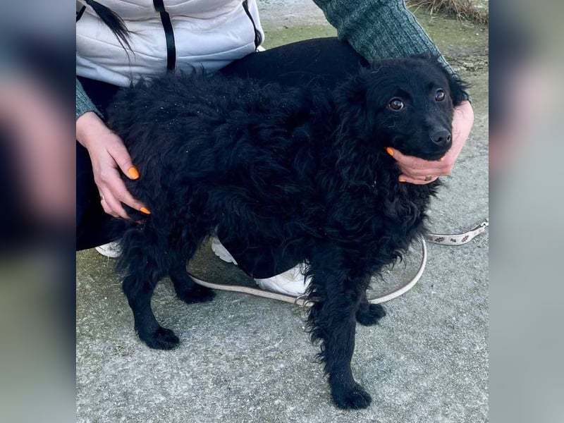 Aila – schwarze Schönheit sucht ein Zuhause