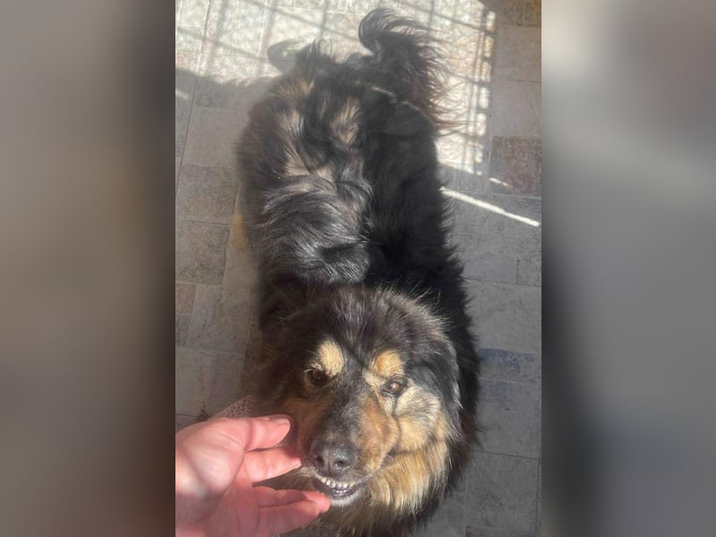 Herzbube Jack – sucht ein Zuhause für immer