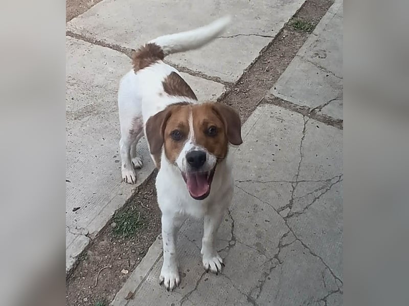 Beagle Mix „Freddy“  -  toller Familienanschluss gesucht