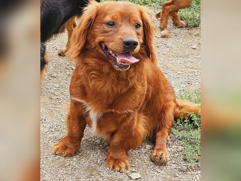 Benji – Dackel Mix ist auf Körbchen Suche