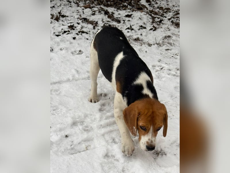 Beagle-Mix " NINO " - toller Bub und soooo lieb