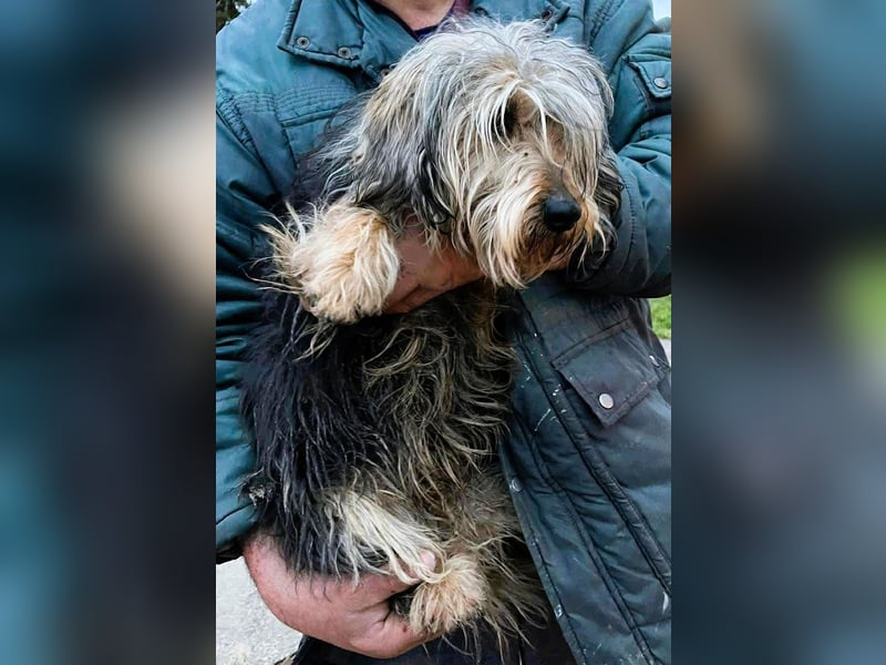 Friedwart – kleiner Herzensbrecher sucht ein Plätzchen