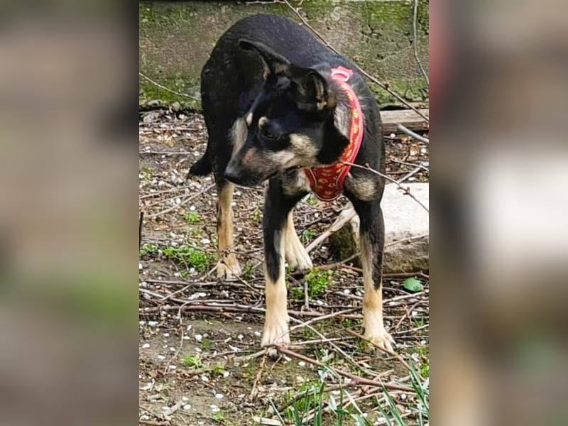 Bella – unwiderstehlich und super süß