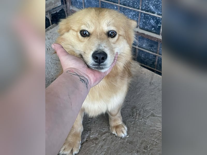Süß - Süßer - „ZOE“ Zuhause auf Lebzeit gesucht
