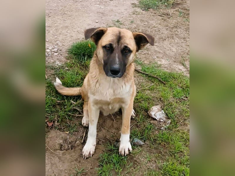 Harvey – jung-hübsch und super lieb