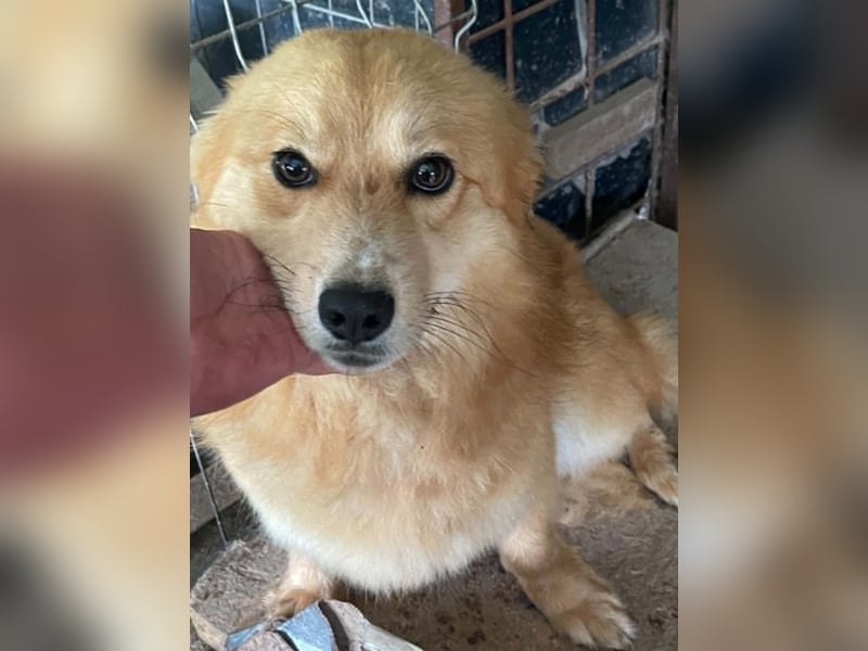 Süß - Süßer - „ZOE“ Zuhause auf Lebzeit gesucht