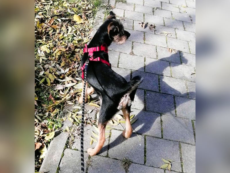 Ein süßer Fratz – das ist EDY