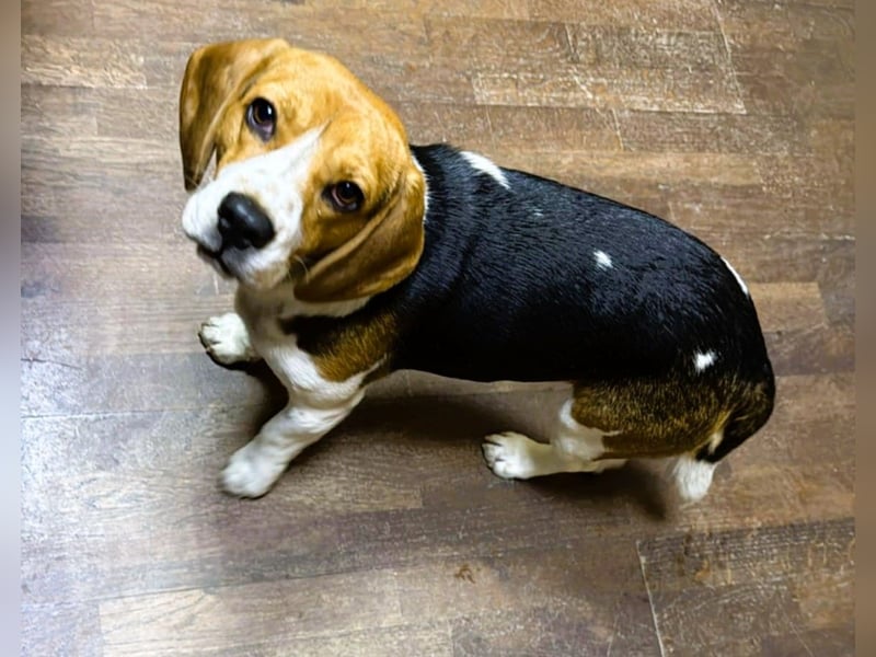 Beagle-Mix " NINO " - toller Bub und soooo lieb