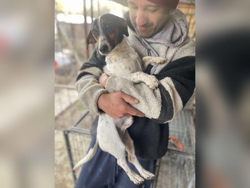 Pongo - Jack Russel Mix im Pünktchen Design