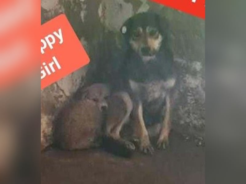 Süß - Süßer - „ZOE“ Zuhause auf Lebzeit gesucht