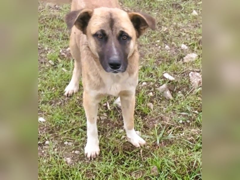 Harvey – jung-hübsch und super lieb