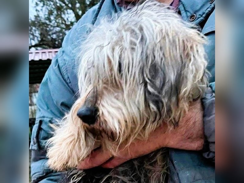 Friedwart – kleiner Herzensbrecher sucht ein Plätzchen