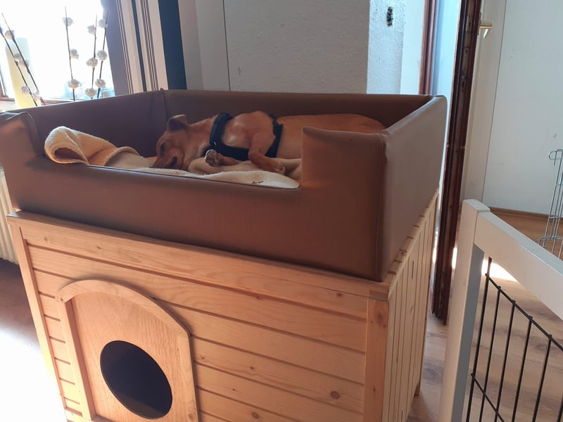 Flo, ein süßer Troll sucht seine Menschen