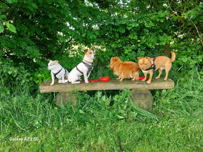 Flo, ein süßer Troll sucht seine Menschen