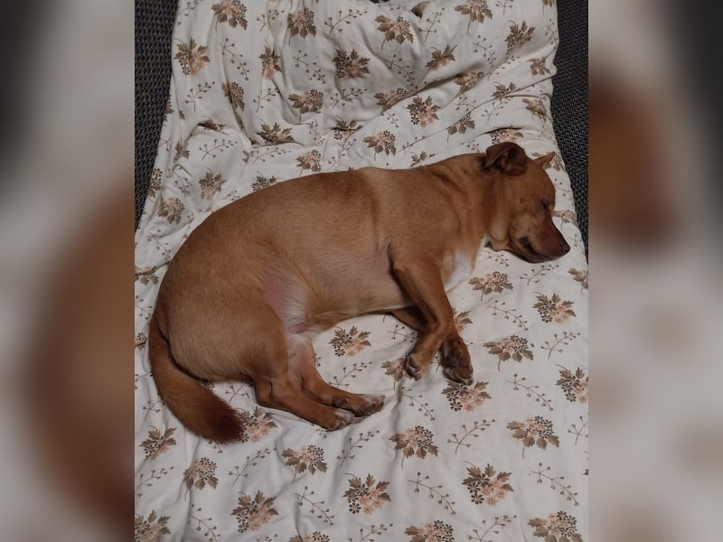 Flo, ein süßer Troll sucht seine Menschen