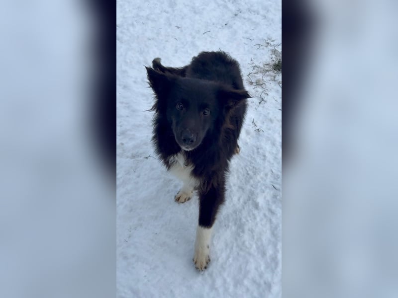 Rosa ist ein liebes, noch etwas schüchternes Energiebündel