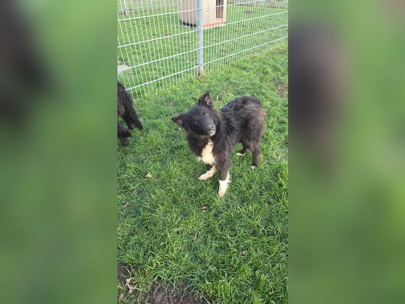 Rosa ist ein liebes, noch etwas schüchternes Energiebündel