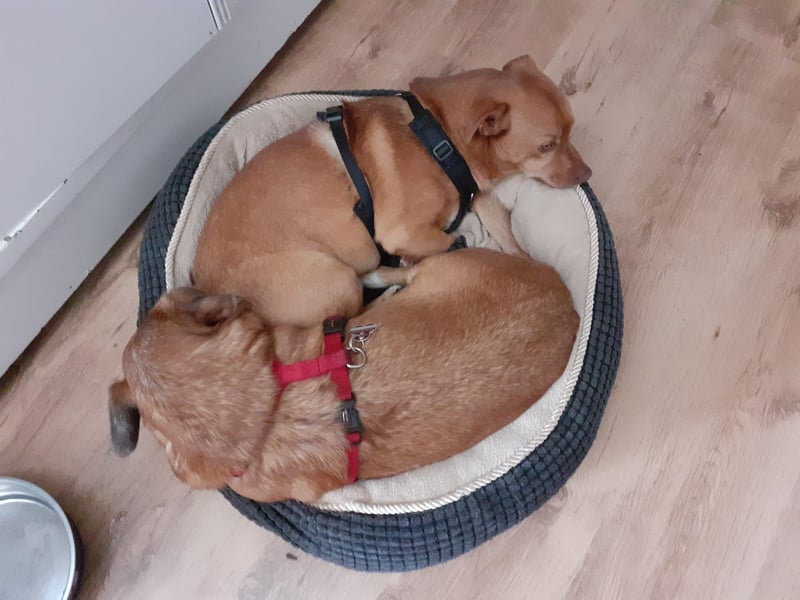 Flo, ein süßer Troll sucht seine Menschen