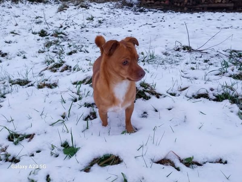 Flo, ein süßer Troll sucht seine Menschen