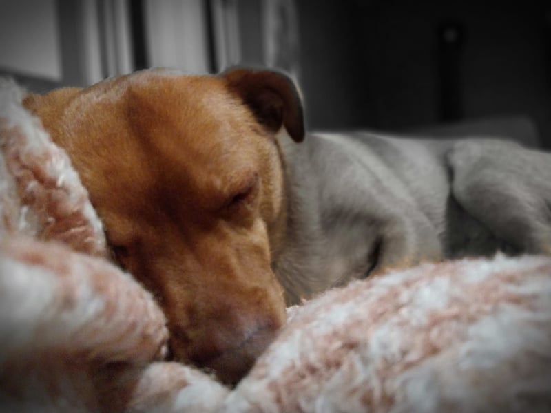 Flo, ein süßer Troll sucht seine Menschen