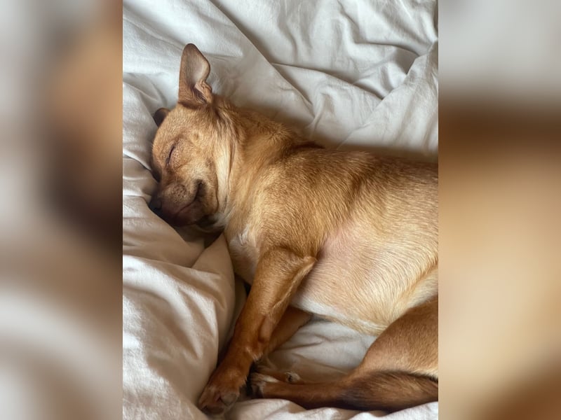 Flo, ein süßer Troll sucht seine Menschen