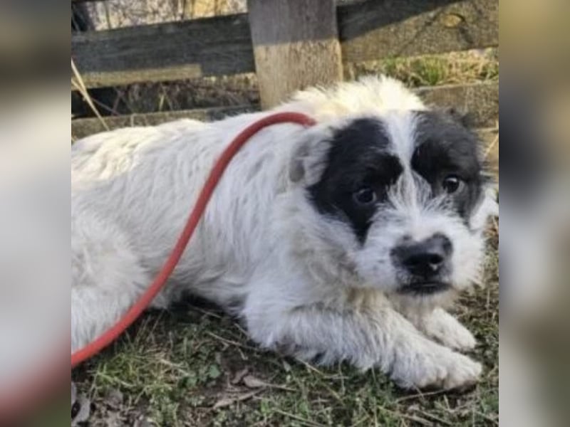 NIMERIA - VOLLER LIEBE