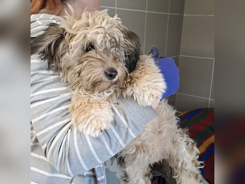 Bolyhika - vom Straßenleben ins Herz