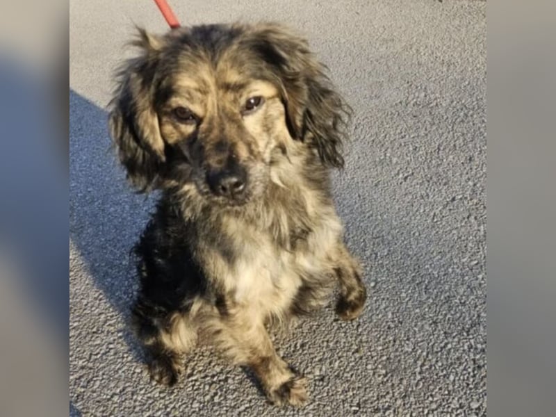 Forest sucht das Abenteuer