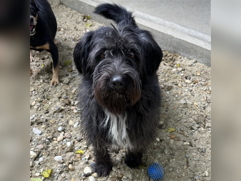 MORGO - BESITZER VERSTORBEN