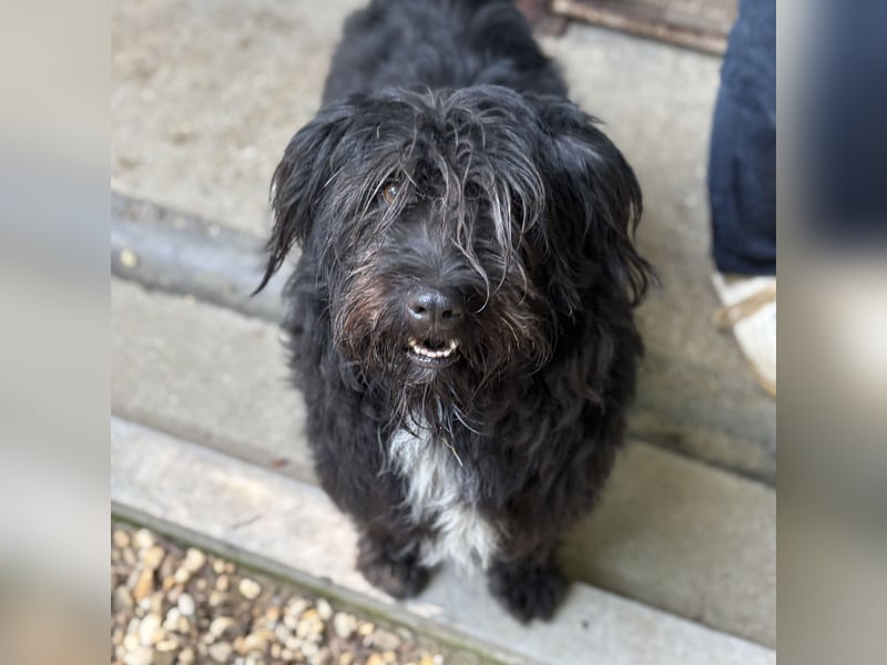 MORGO - BESITZER VERSTORBEN