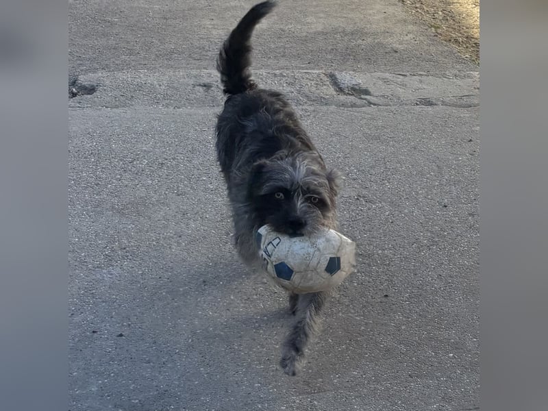 ROXANNE -  TEMPERARMENTVOLLE HÜNDIN