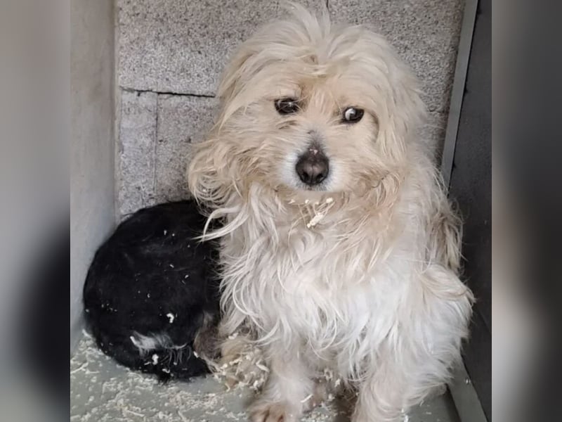 Toffi - bereit für Liebe