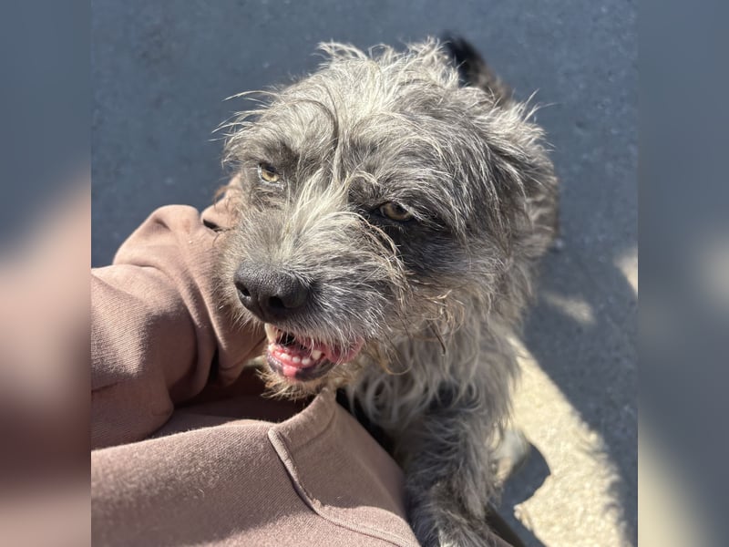 ROXANNE -  TEMPERARMENTVOLLE HÜNDIN