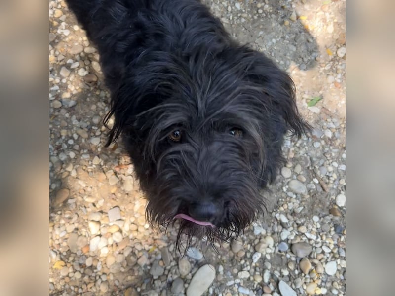 MORGO - BESITZER VERSTORBEN