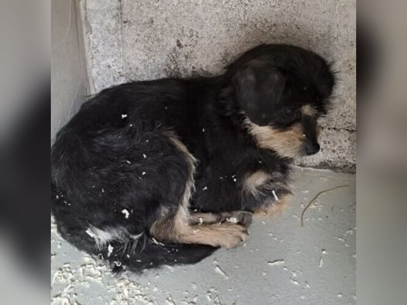 Biggiwi - leise Hoffnung