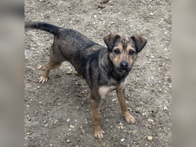 BORIKA IST NOCH SCHÜCHTERN