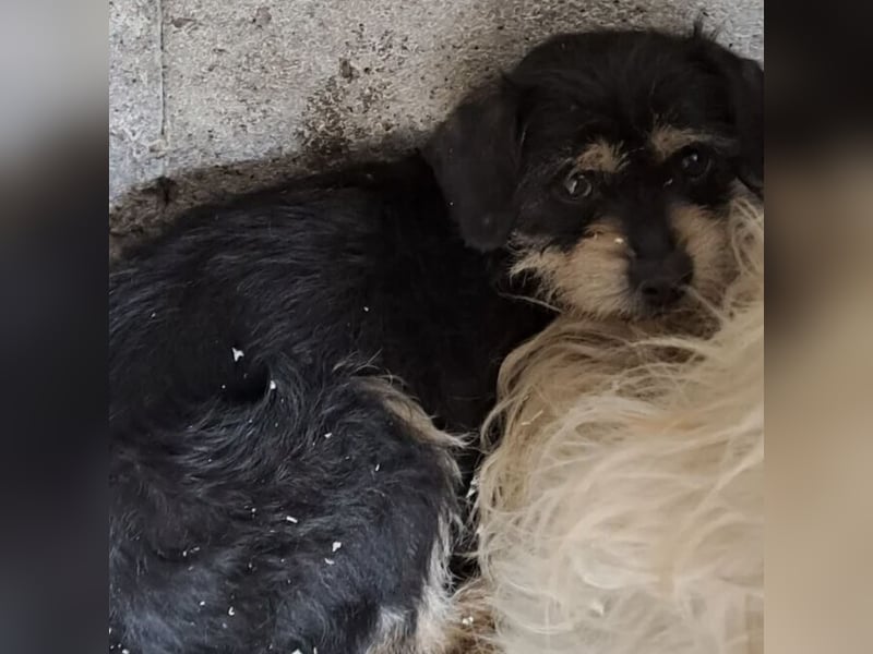 Biggiwi - leise Hoffnung