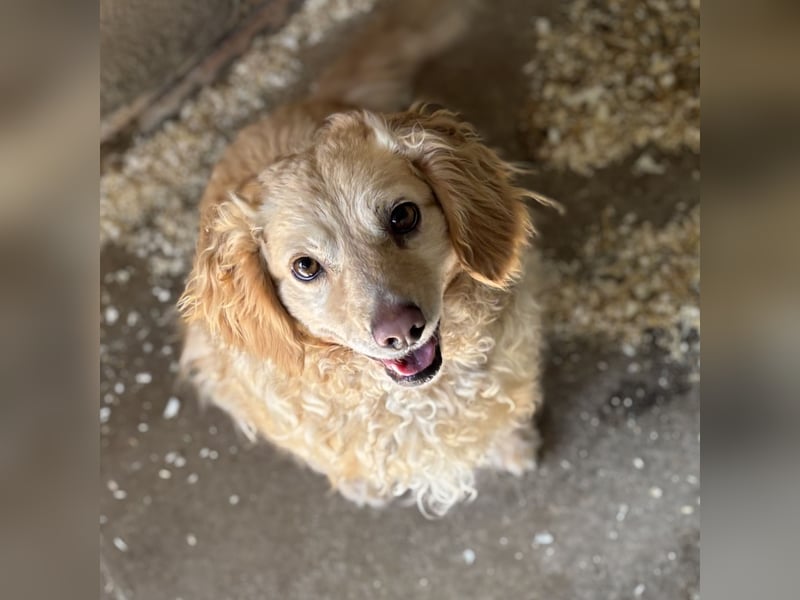 DERIA - ALLEIN ZURÜCK GELASSEN
