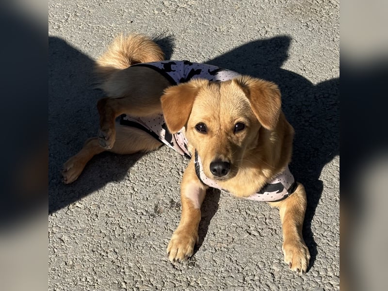 MANNY - AUFGEWECKTE HÜNDIN