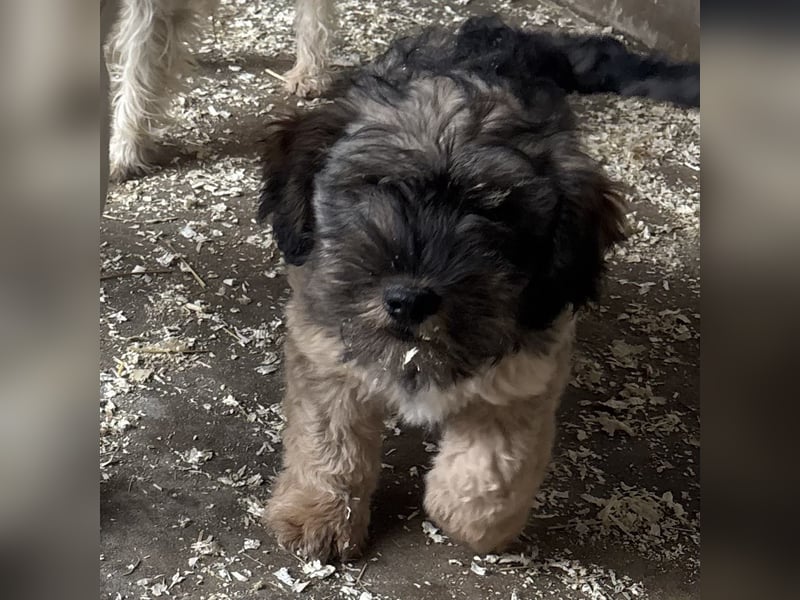 TEDDY - KLEINER ENTDECKER